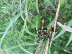 Palpopleura