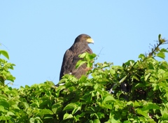 Parabuteo unicinctus