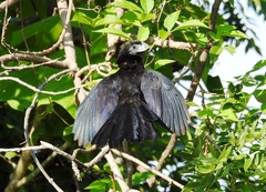 Crotophaga sulcirostris
