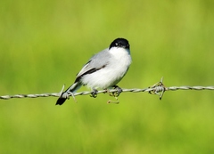 Polioptila albiloris