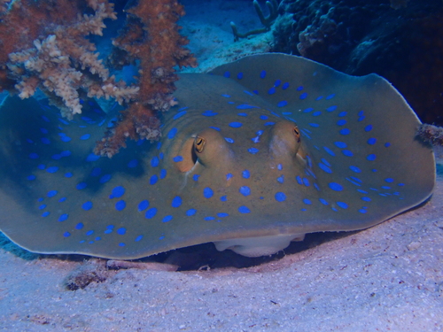 Taeniura lymma