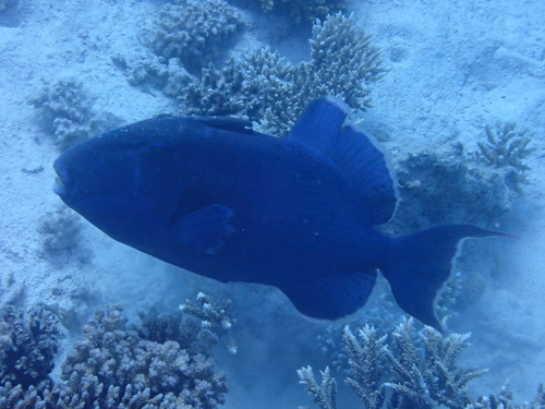 Pseudobalistes fuscus