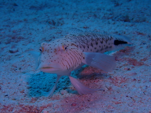 Parapercis hexophtalma