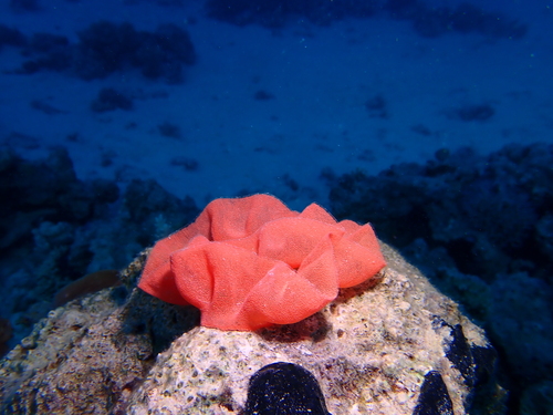 Hexabranchus sanguineus