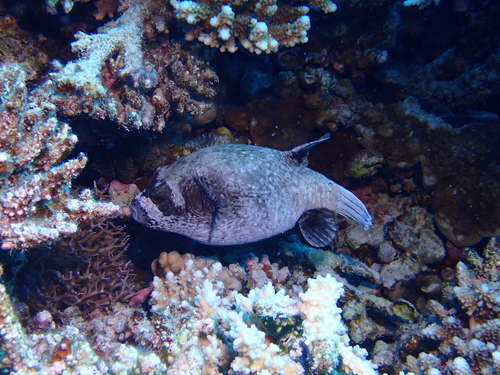 Arothron diadematus