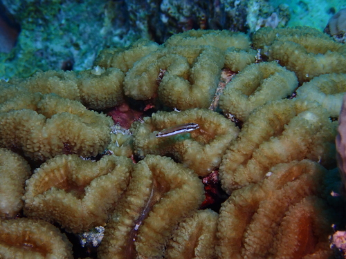 Thalassoma rueppellii