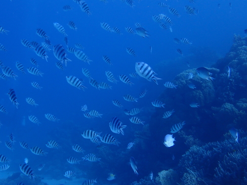 Abudefduf sexfasciatus