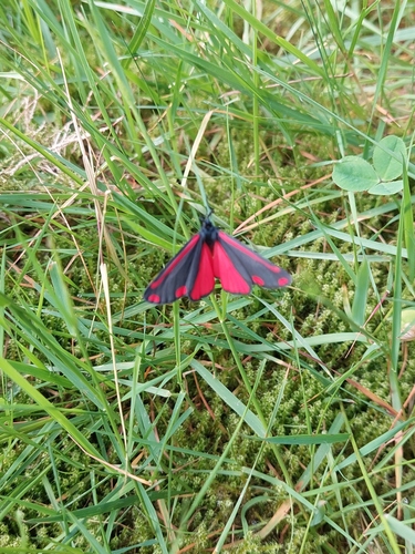 Cinnabar moth, Ermelo, Nederland, photo 7 of 10