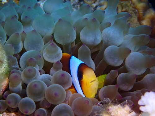 Amphiprion bicinctus