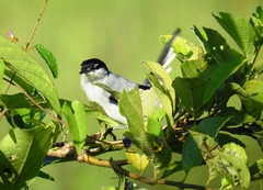 Polioptila albiloris