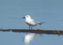 Gelochelidon nilotica
