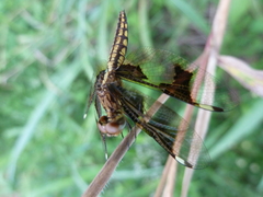 Palpopleura