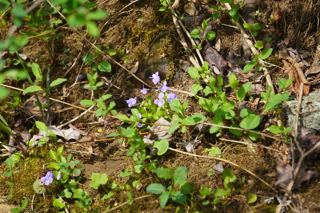 Sara Rall Violets from Washington Twp, NJ, USA on April 15, 2026 at 01:39 PM by ...