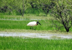 Jabiru mycteria