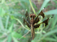 Palpopleura