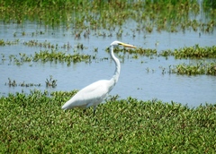 Ardea alba