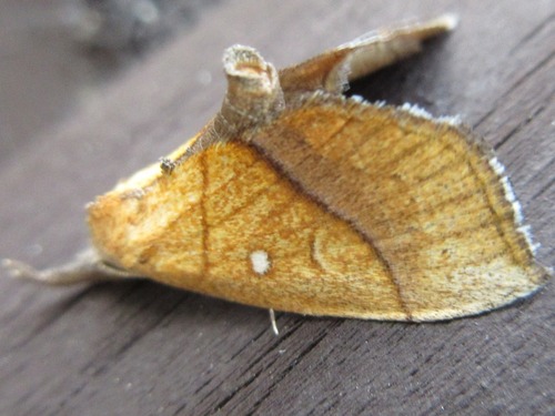 Stenbergmania albomaculalis