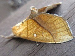 Stenbergmania albomaculalis