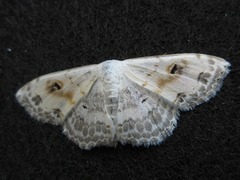 Scopula indicataria