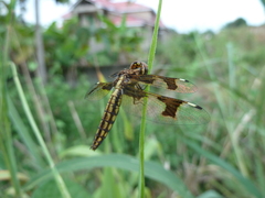 Palpopleura