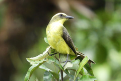 Conopias cinchoneti
