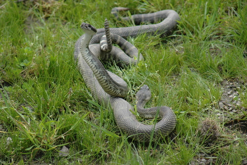 Western Rattlesnake, Sutter, CA, US, photo 5 of 10