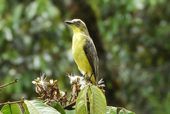 Conopias cinchoneti