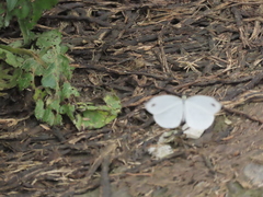 Leptosia nina niobe