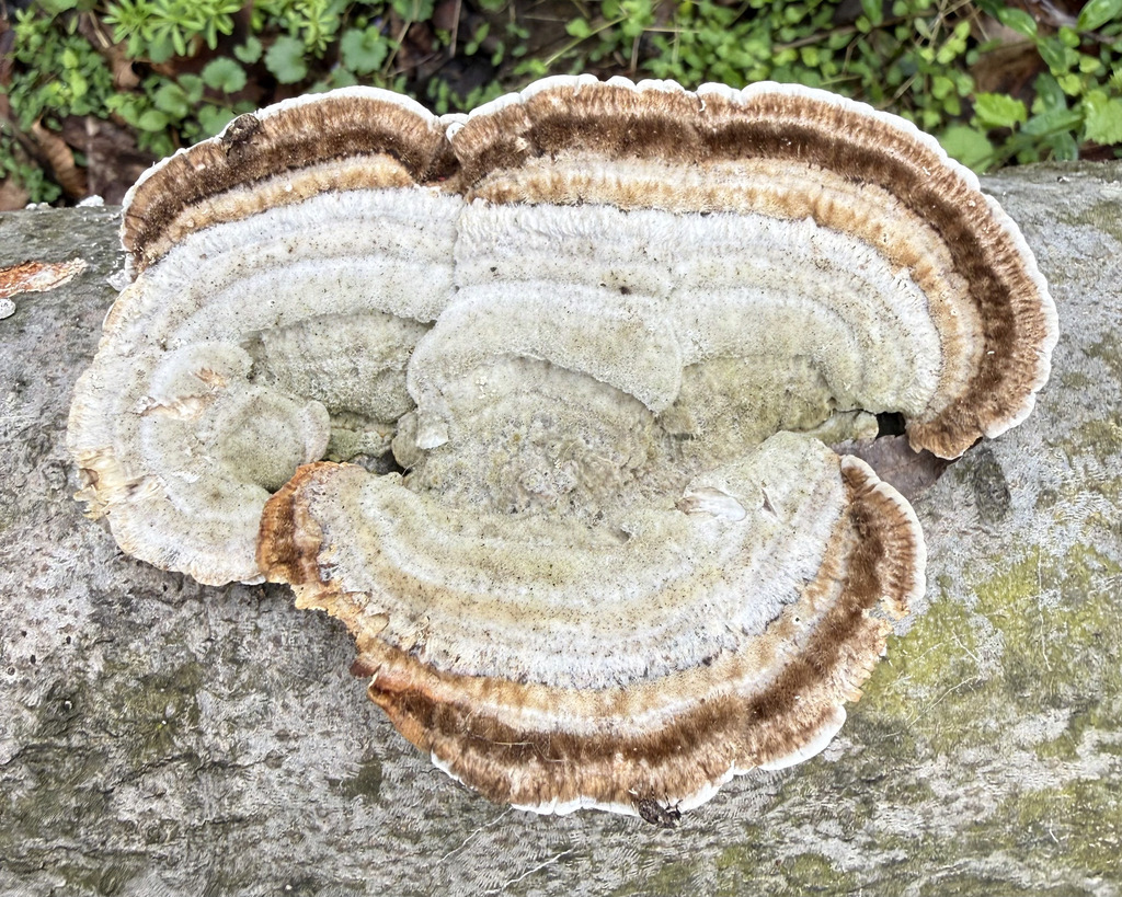Trametes hirsuta · April 2026 · photo: © fluffberger (iNaturalist, cc-by-nc)