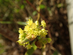 Lindera praecox