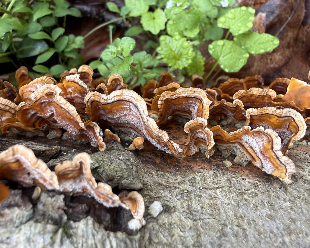 Stereum complicatum · April 2026 · photo: © fluffberger (iNaturalist, cc-by-nc)