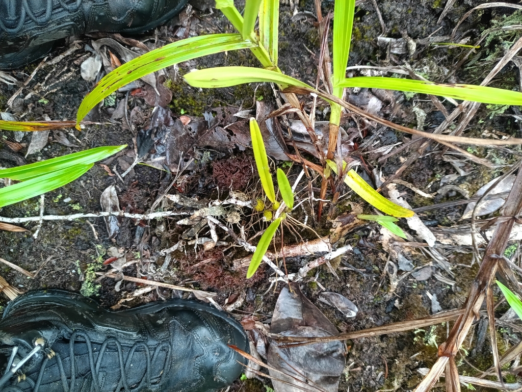Encyclia granitica; photograph (c) Guillaume Delaitre, some rights reserved (CC BY)