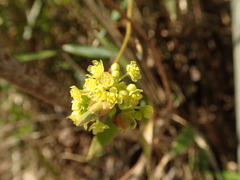 Lindera praecox