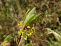 Lindera praecox