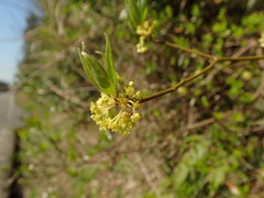 Lindera praecox