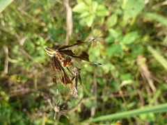 Palpopleura