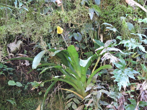 Aechmea calyculata