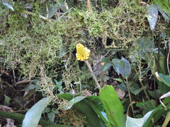 Aechmea calyculata, photograph (c) Fabrício Mil Homens Riella, some rights reserved (CC BY)