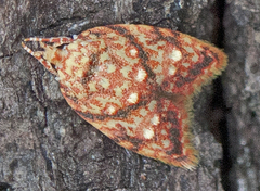 Lophopepla igniferella