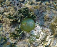 Dictyosphaeria cavernosa
