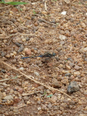 Anisoptera