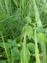 Zygoptera