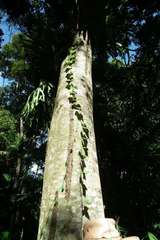 Sicyos australis
