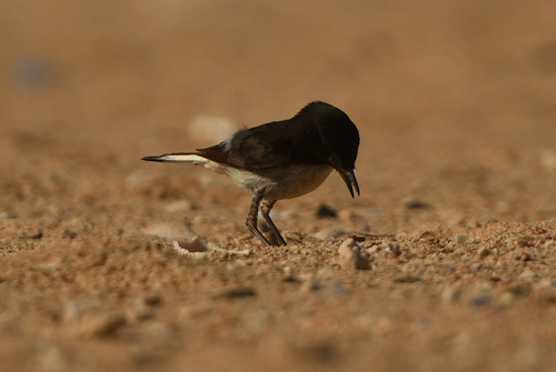 Hume's Wheatear (Oenanthe albonigra), photo 3