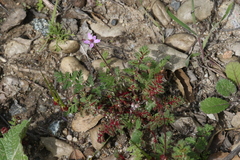 Synchytrium papillatum