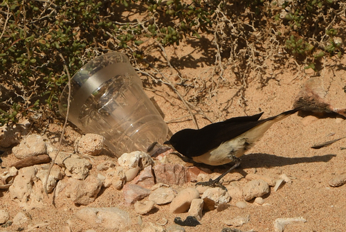Hume's Wheatear (Oenanthe albonigra), photo 2