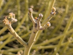 Euphorbia larica