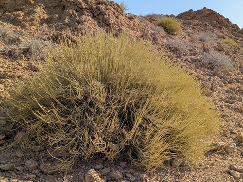 Euphorbia larica, photograph 1