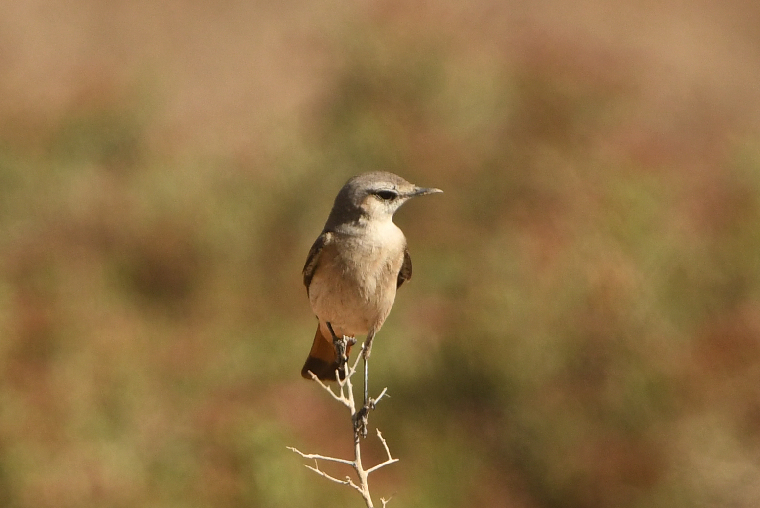 Red-tailed Wheatear (Oenanthe chrysopygia), photo 10