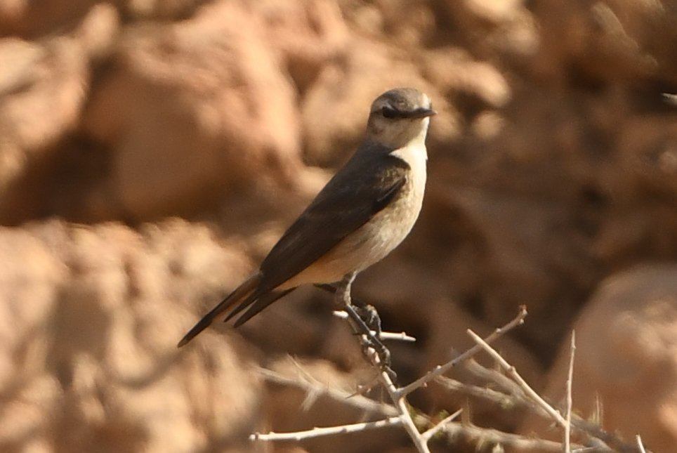Red-tailed Wheatear (Oenanthe chrysopygia), photo 9
